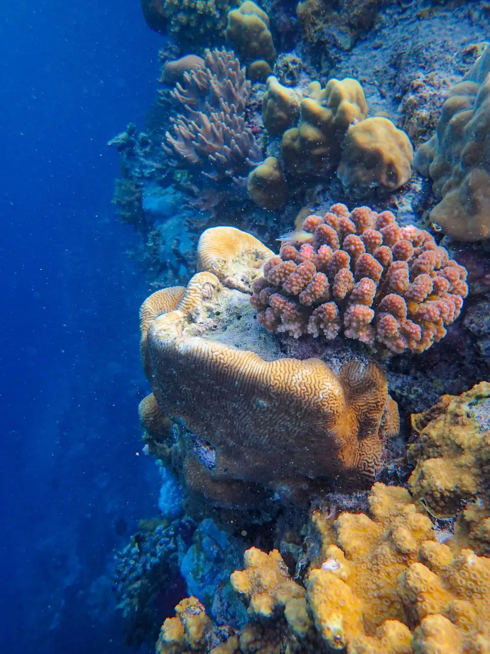 view of coral reef underwater